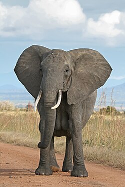 Elephant - Big Five animal on Kenya safari game drive