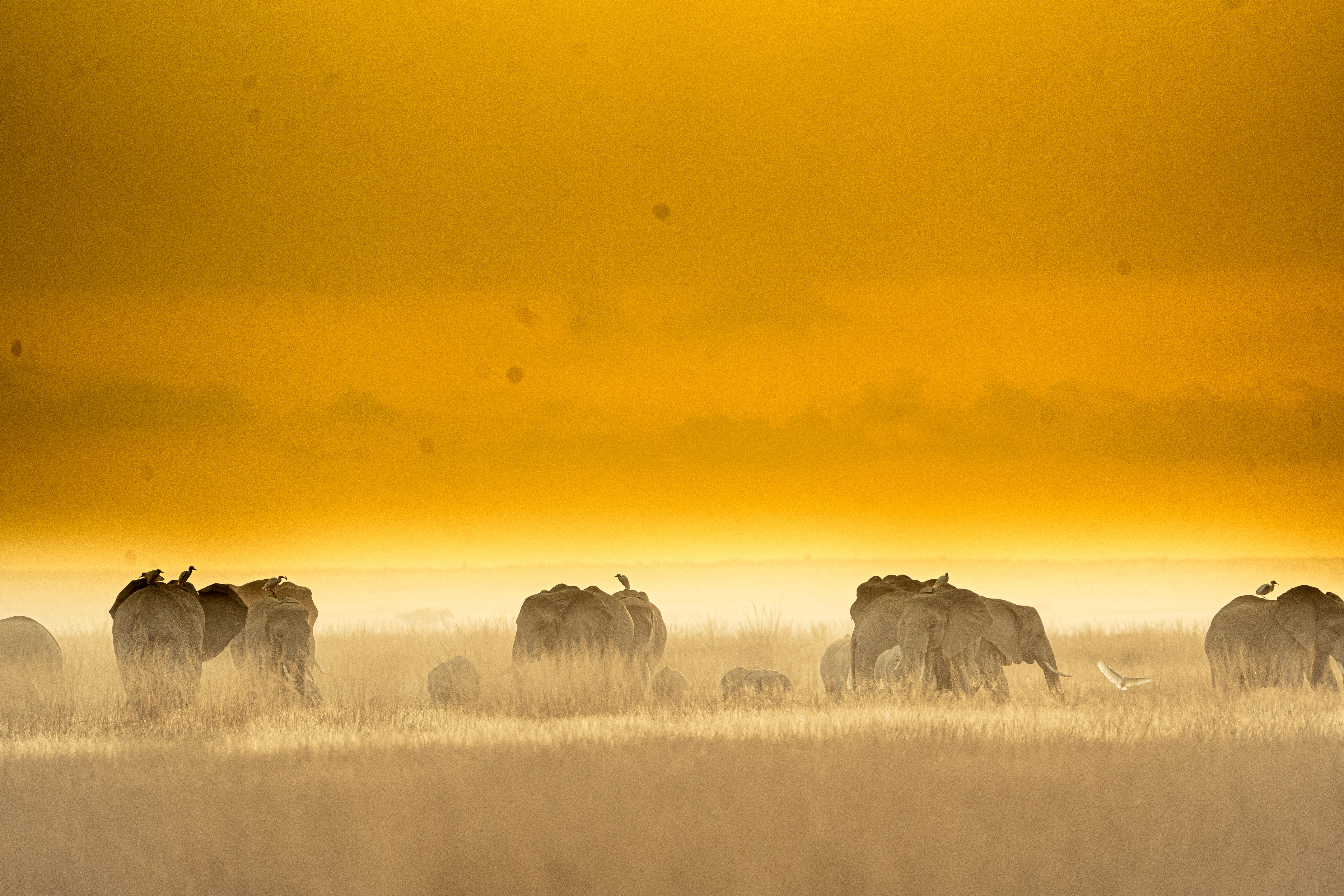 Amboseli Safari Adventure
