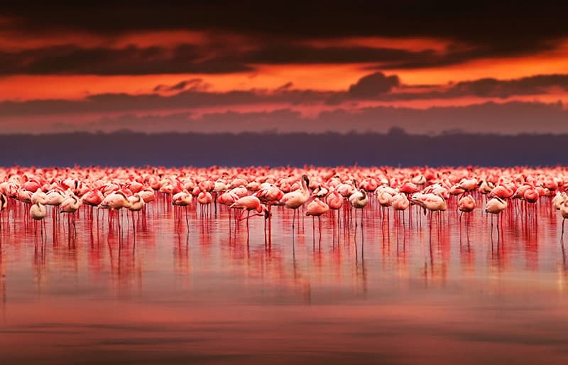 Masai Mara - Naivasha 4 Days Budget Shared Safari Kenya 2026 - Savanna & Lake Adventure from $610