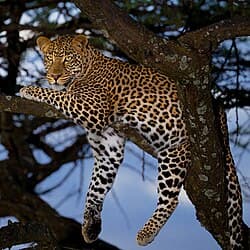 Leopard - Big Five animal on Kenya safari game drive