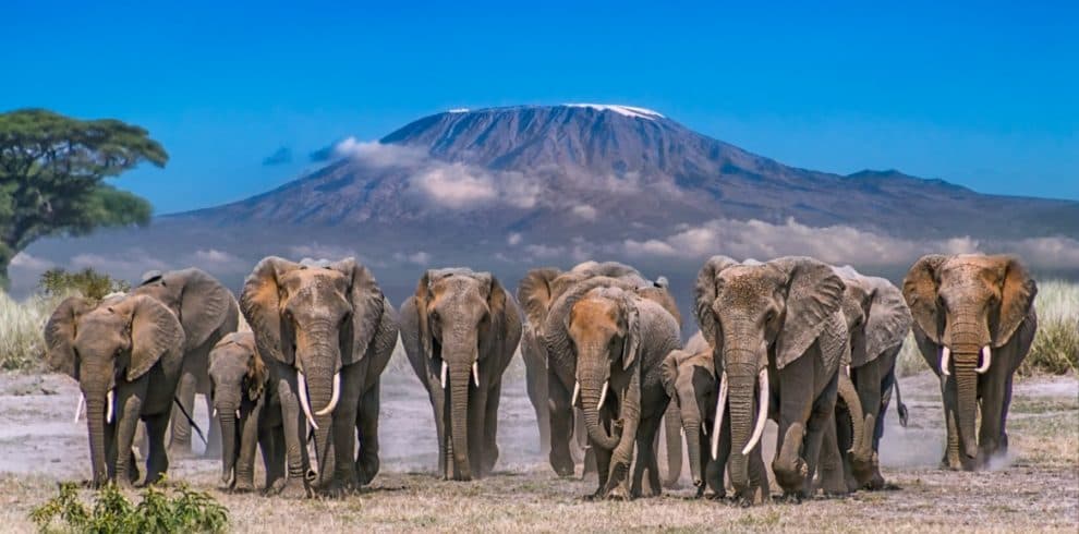 Amboseli Safari Adventure