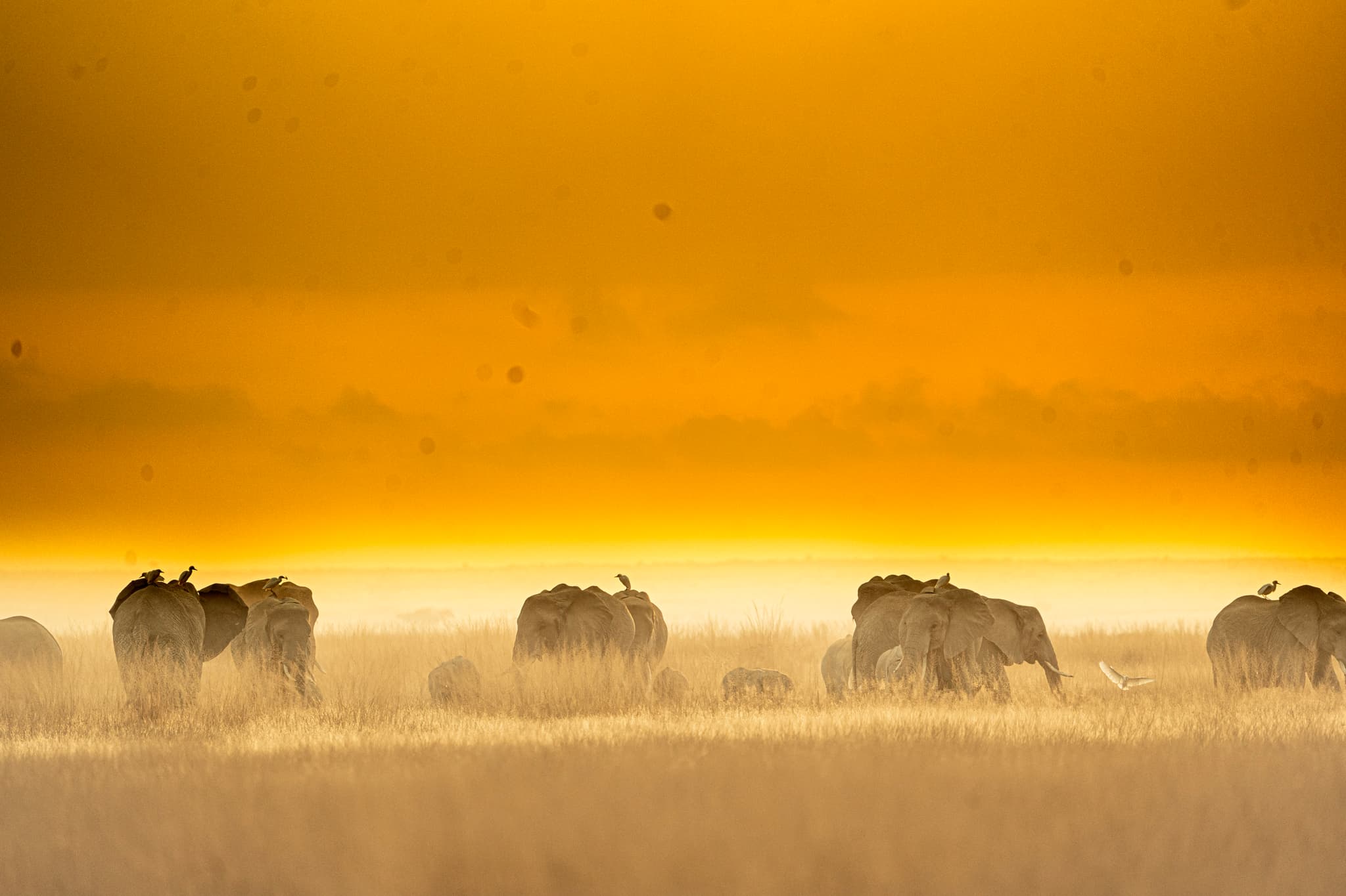 Amboseli Safari Adventure