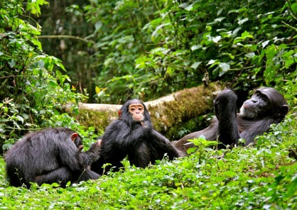 Chimpanzee in Kibale National Park, Uganda