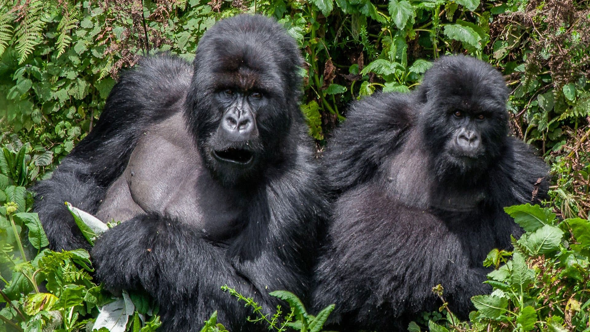 Bwindi Gorilla Trekking