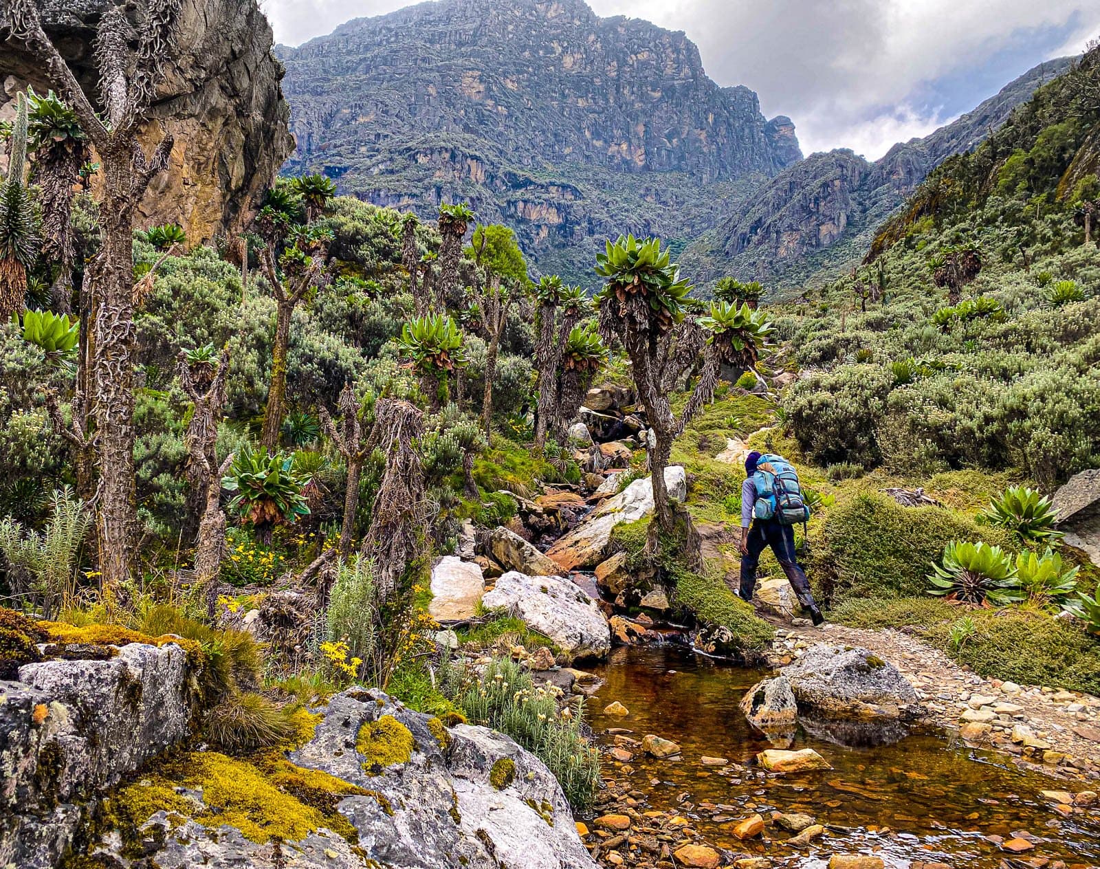 Rwenzori Mountains Hiking