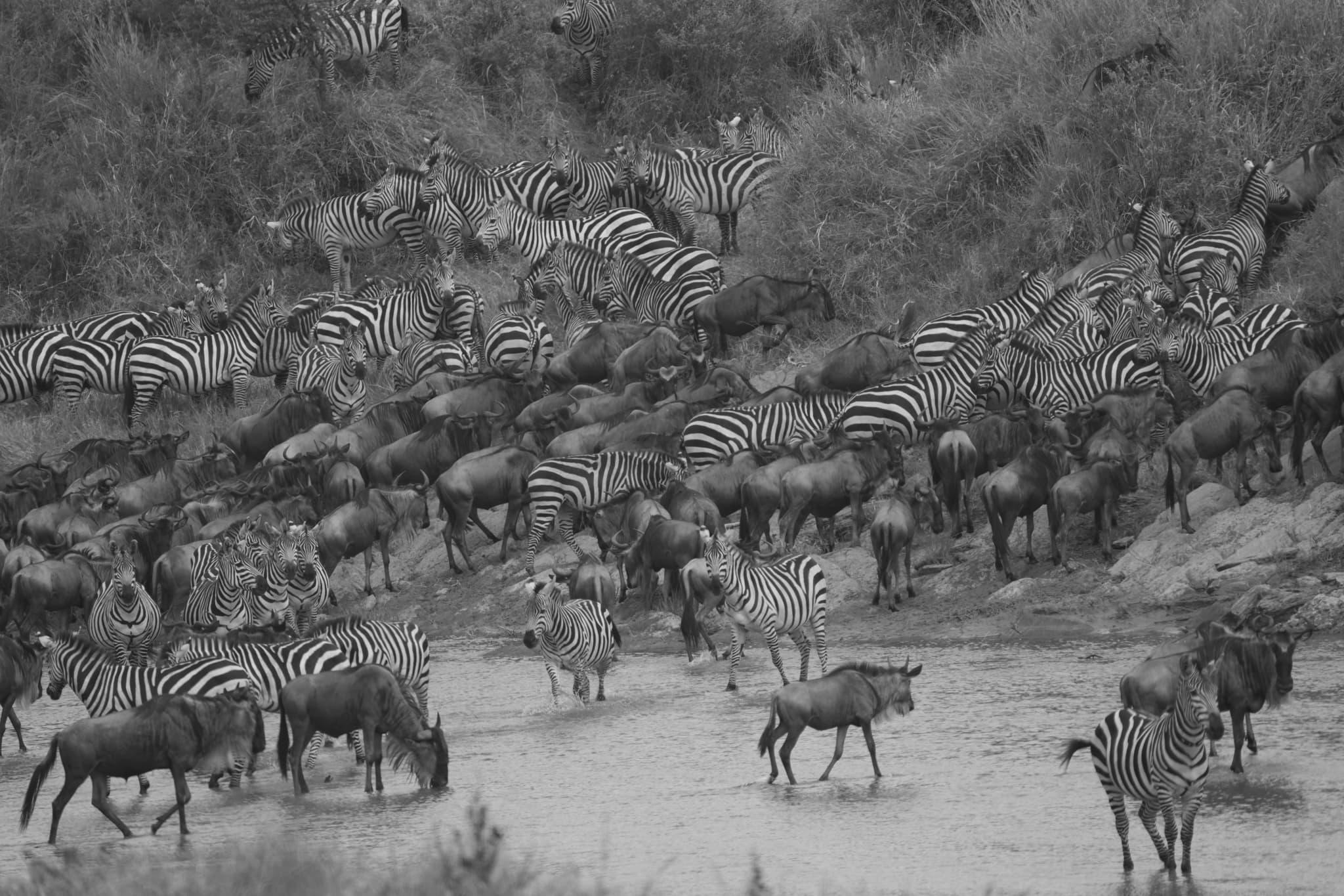 Serengeti Migration Safari