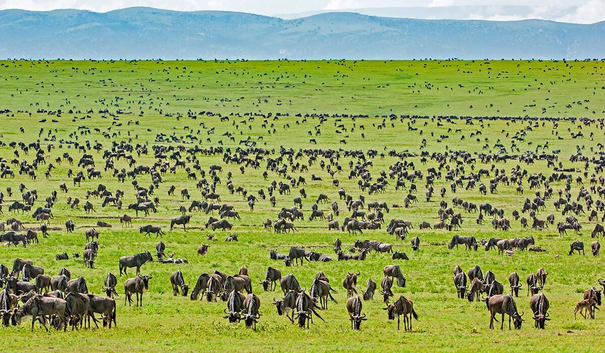 Serengeti Migration Safari
