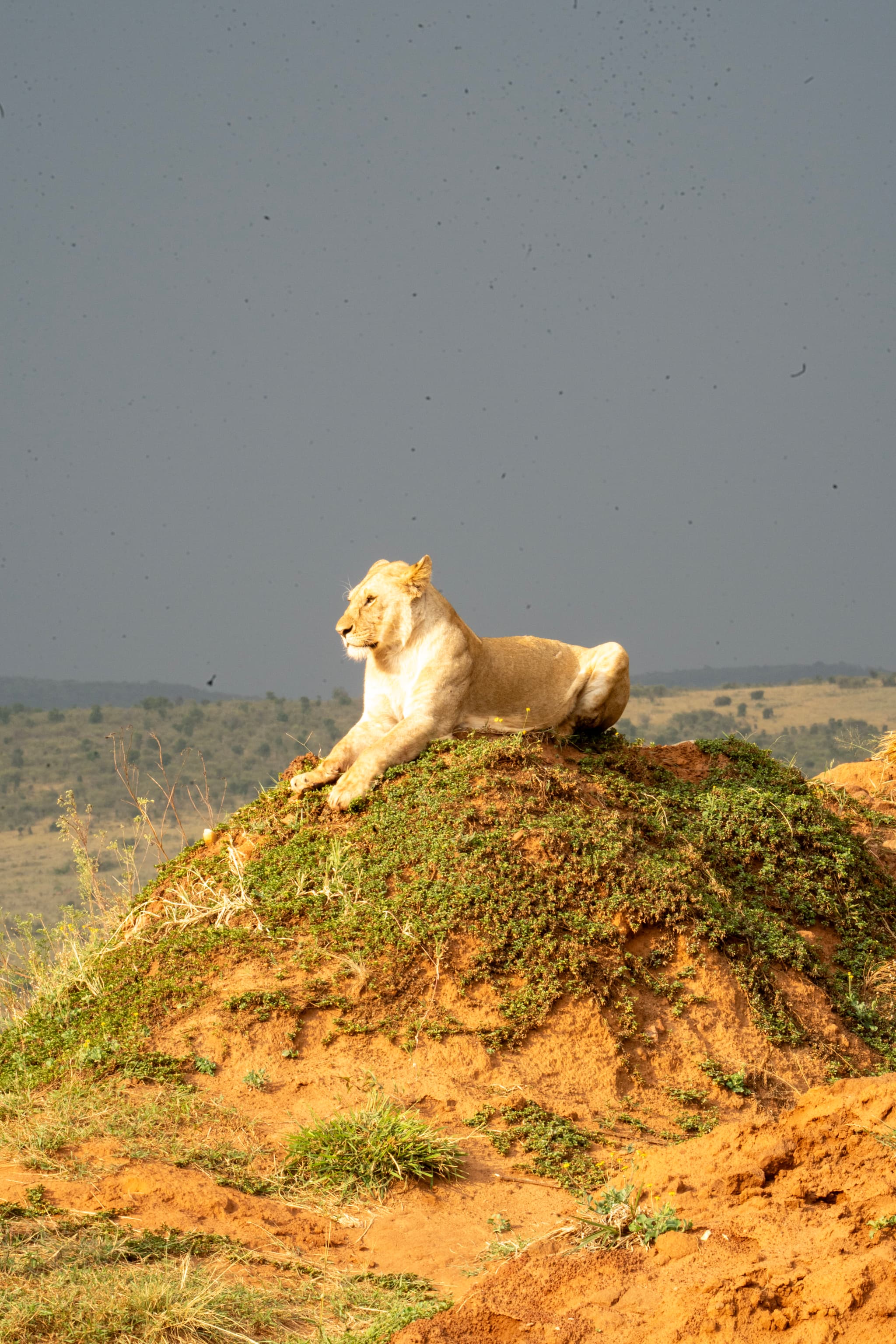 5-Day Amboseli Elephant Focus