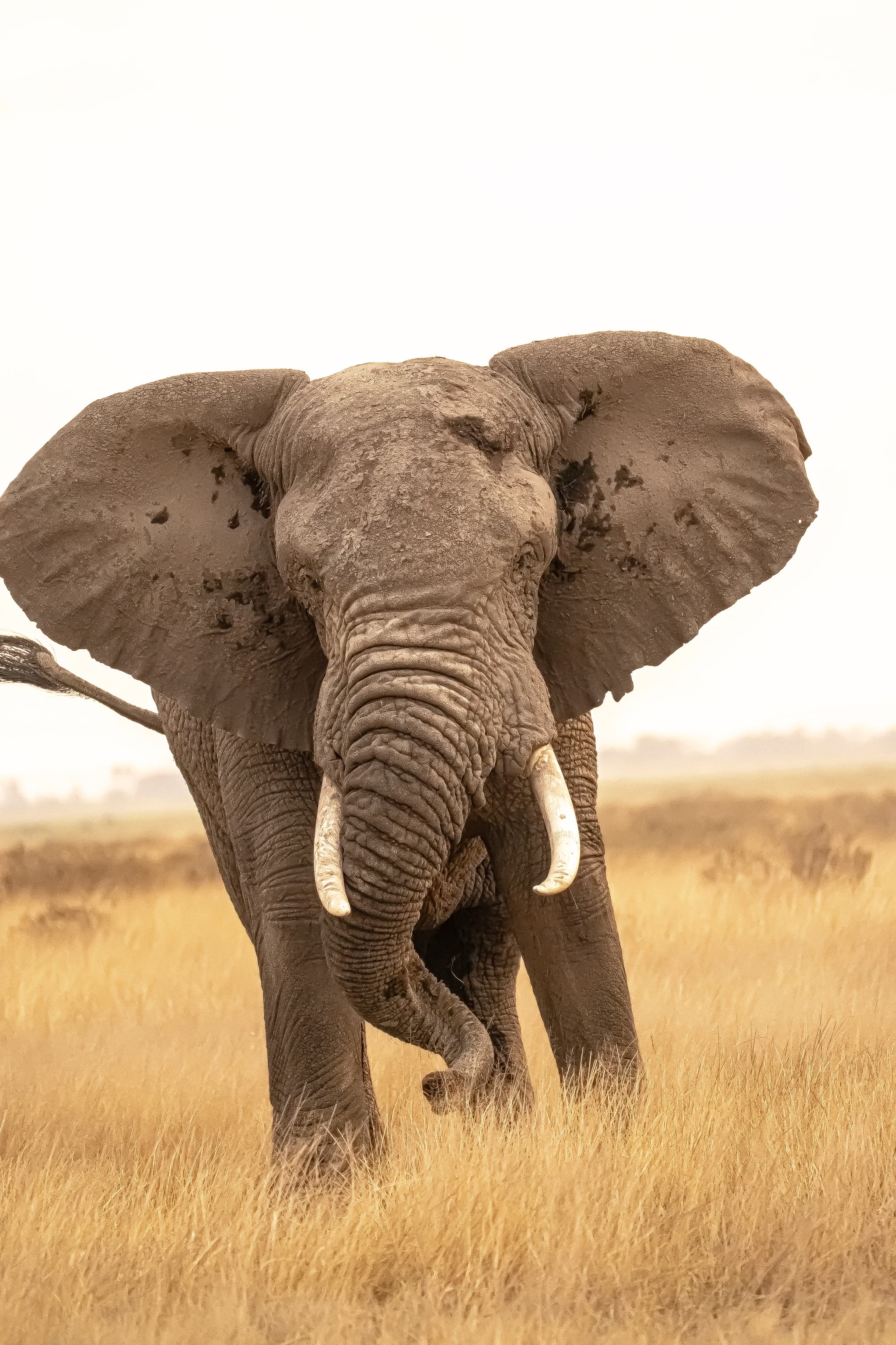 Amboseli Elephant Safari