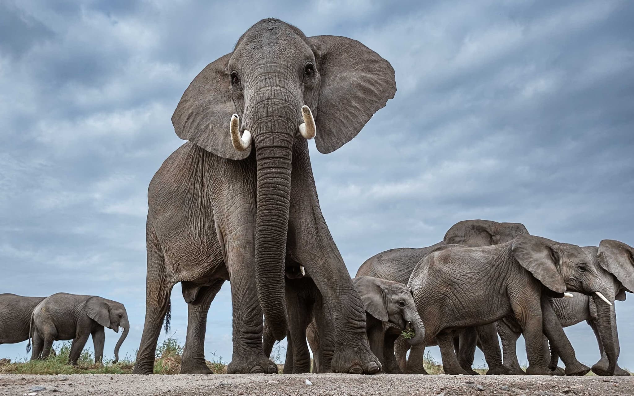 Amboseli Elephant Safari