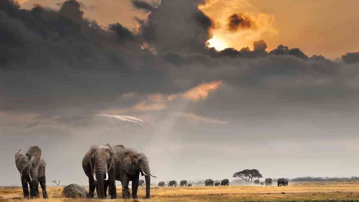 6-Day Masai Mara, Nakuru & Amboseli Budget Safari 2026 - Classic Kenya Circuit from $1490