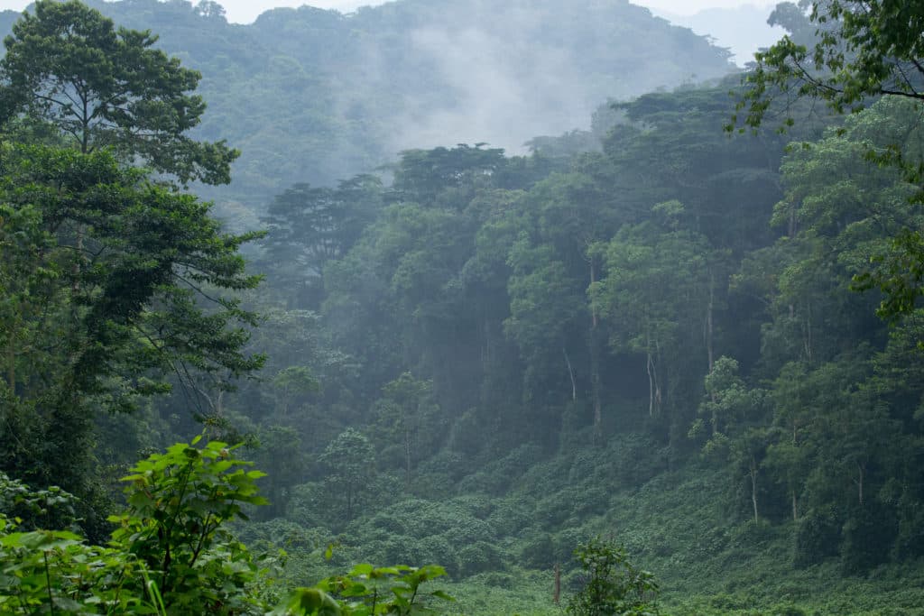 Bwindi Gorilla Trekking