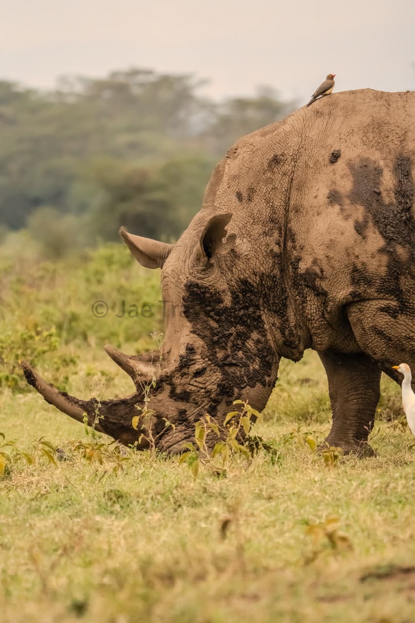 Nairobi National Park Tour