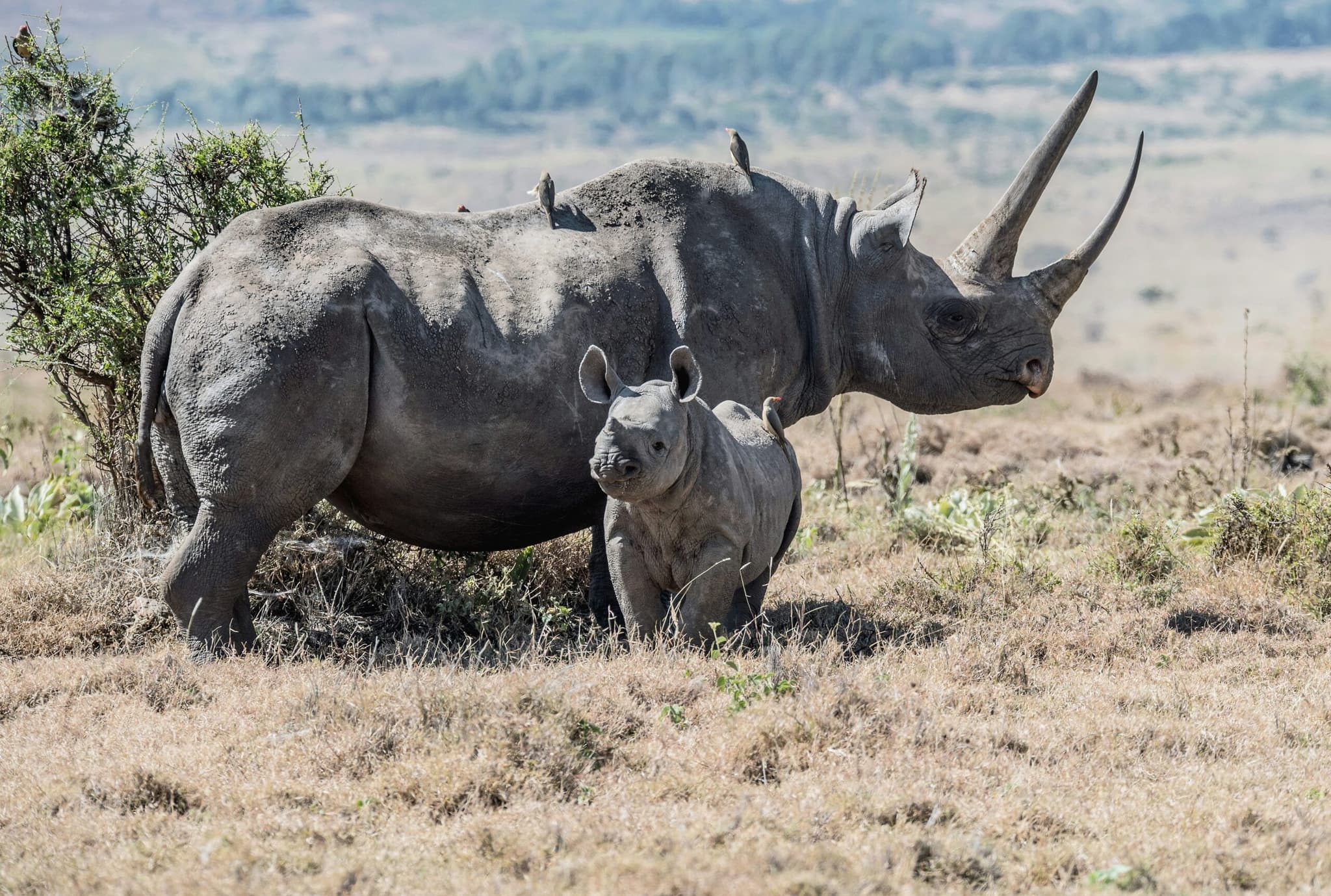 Kenya Big 5 7 Days Budget Safari 2026 - Affordable Big Five Focus Tour from $2530