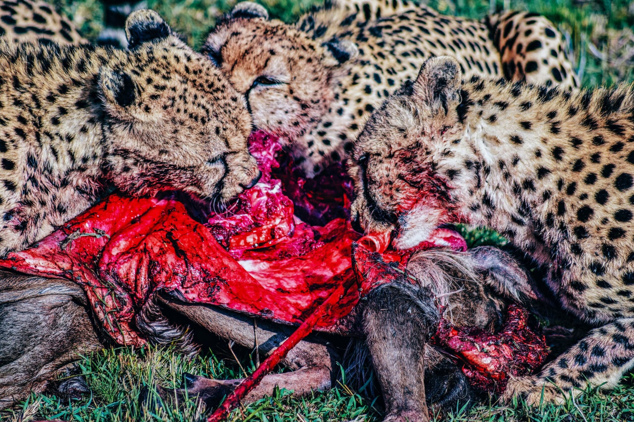 Masai Mara - Nakuru & Naivasha 5 Days Shared Land Cruiser Safari Kenya 2026 - Three-Park Adventure from $680