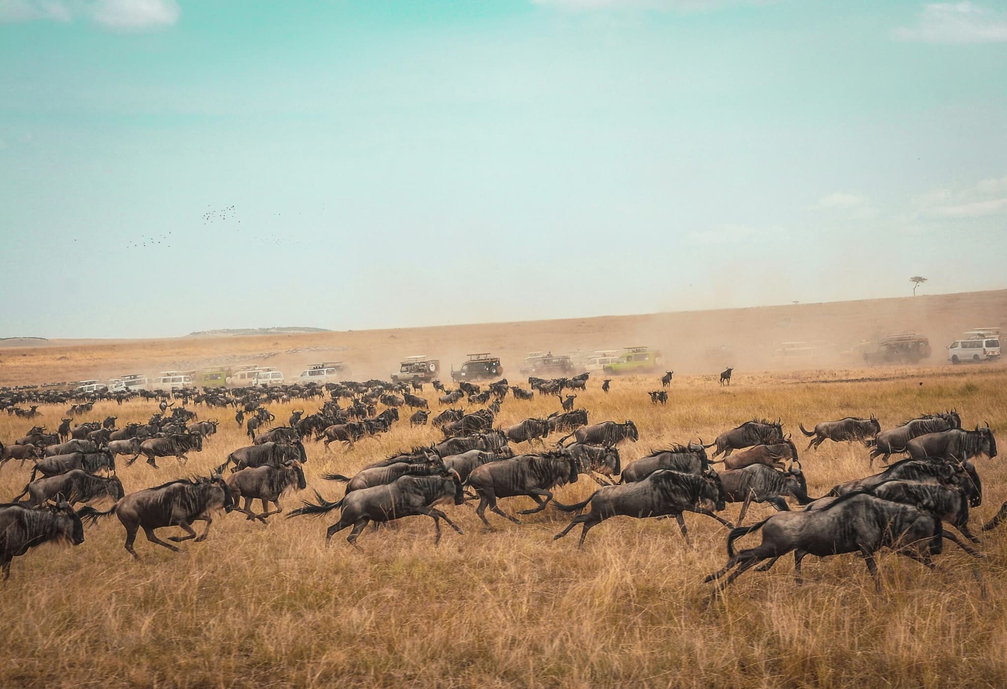 Best of Kenya 7 Days Budget Shared Safari 2026 - Complete Wildlife Circuit from $980