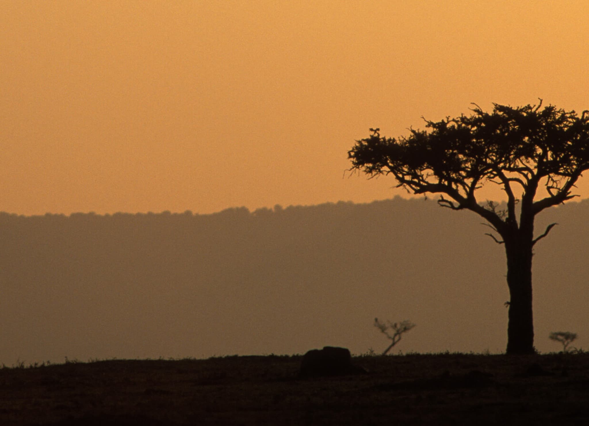 1 day Maasai Mara safari from Nairobi - Lions on game drive at sunrise in Kenya