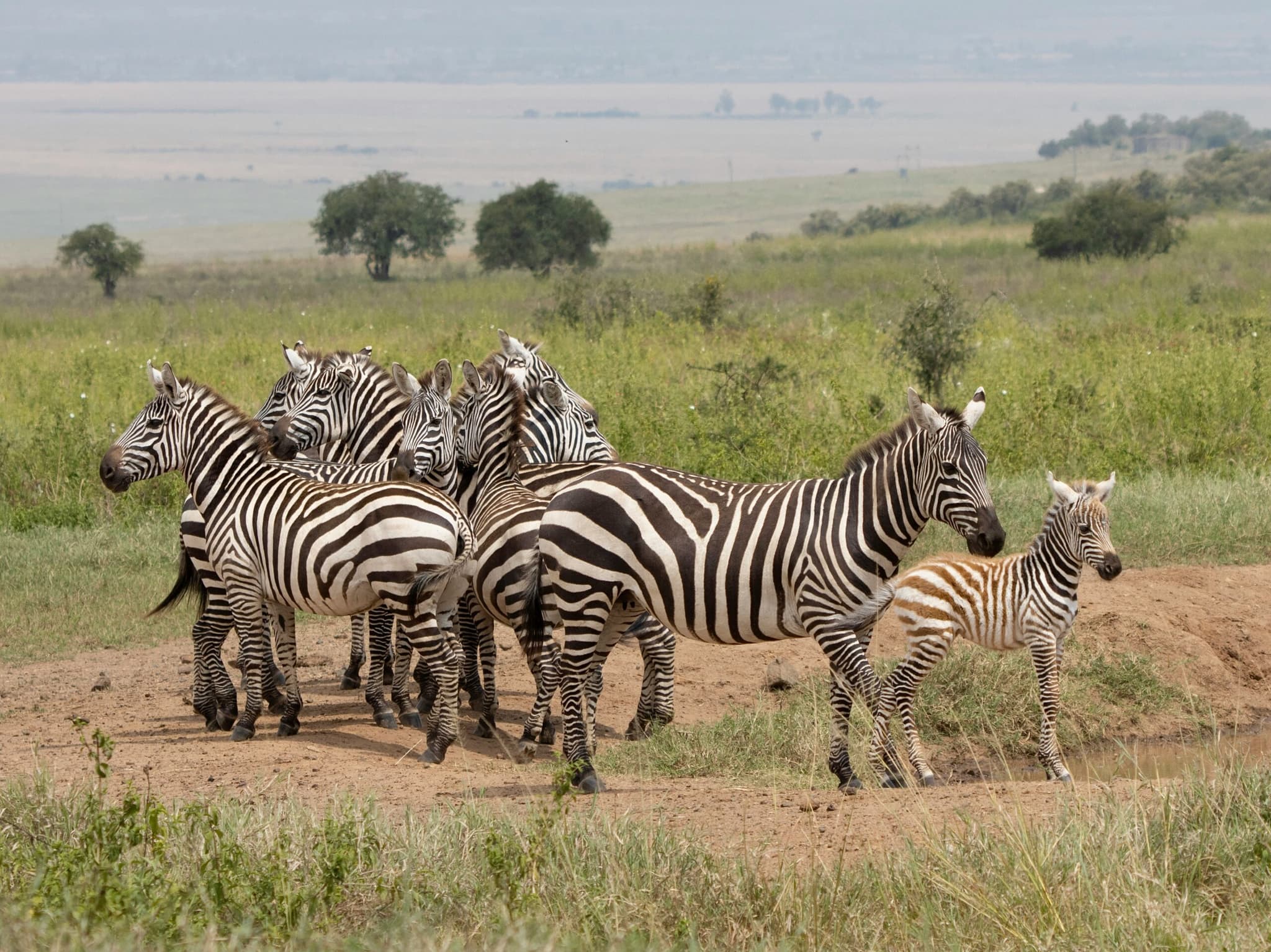 Masai Mara-Nakuru-Amboseli 6 Days Shared Safari Kenya 2026 - Comprehensive Three-Park Tour from $850