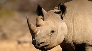 Rhinoceros - Big Five animal on Kenya safari game drive