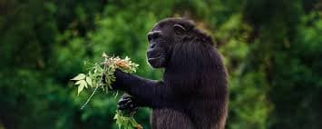 5-Day Uganda Accessible Primate Safari