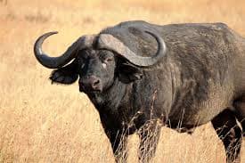 Cape Buffalo - Big Five animal on Kenya safari game drive