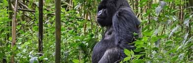 Rwanda Accessible Gorilla Safari