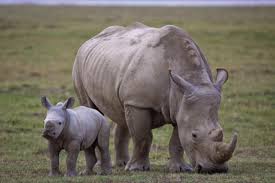 Lake Nakuru Rhino Sanctuary Experience