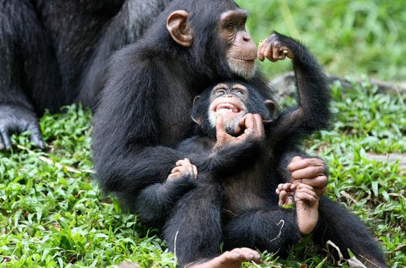 Kibale Chimpanzee Tracking