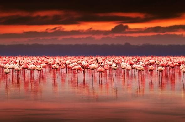 Lake Nakuru Flamingo Tour