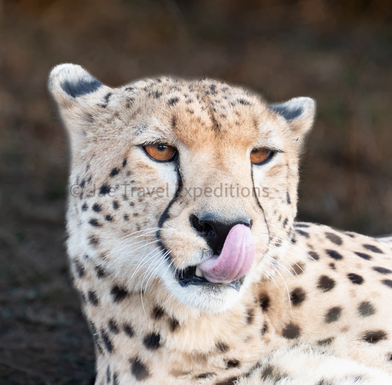 Safari Madoa Doa