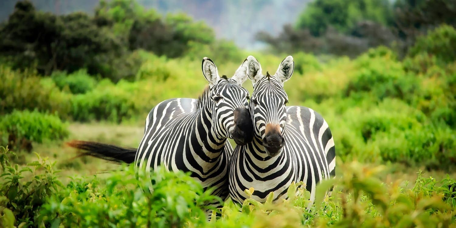 3-Day Masai Mara Budget Safari 2026 - Affordable Wildlife Adventure from $790