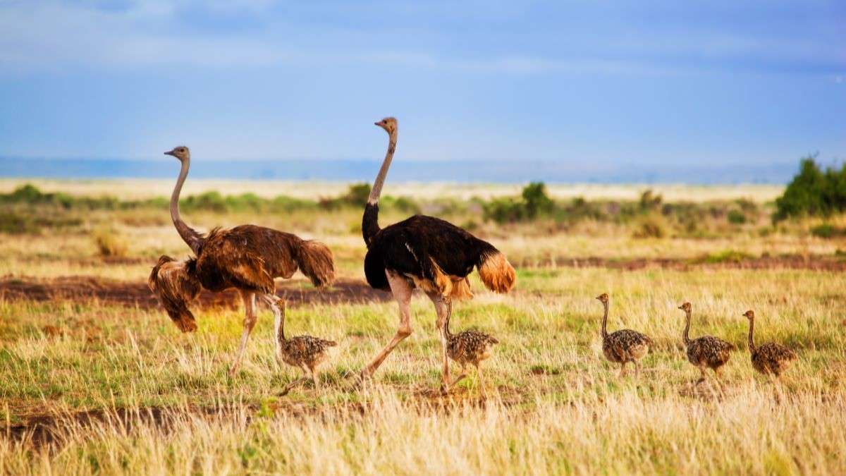 5-Day Masai Mara, Naivasha & Amboseli Budget Safari 2026 - Lakes & Savannah Adventure from $1190