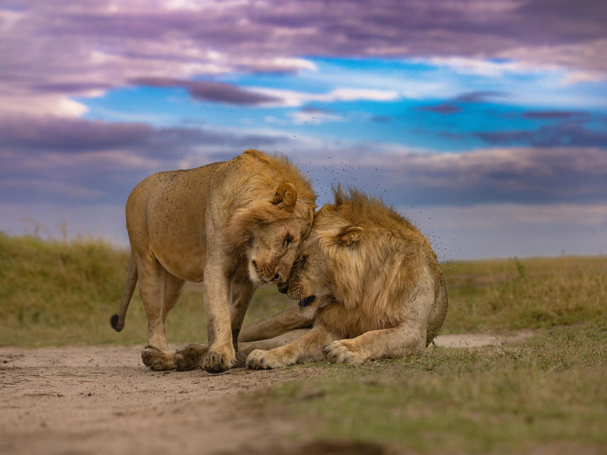 Masai Mara 3 Days Budget Land Cruiser Safari Kenya 2026 - Affordable Group Tour from $450