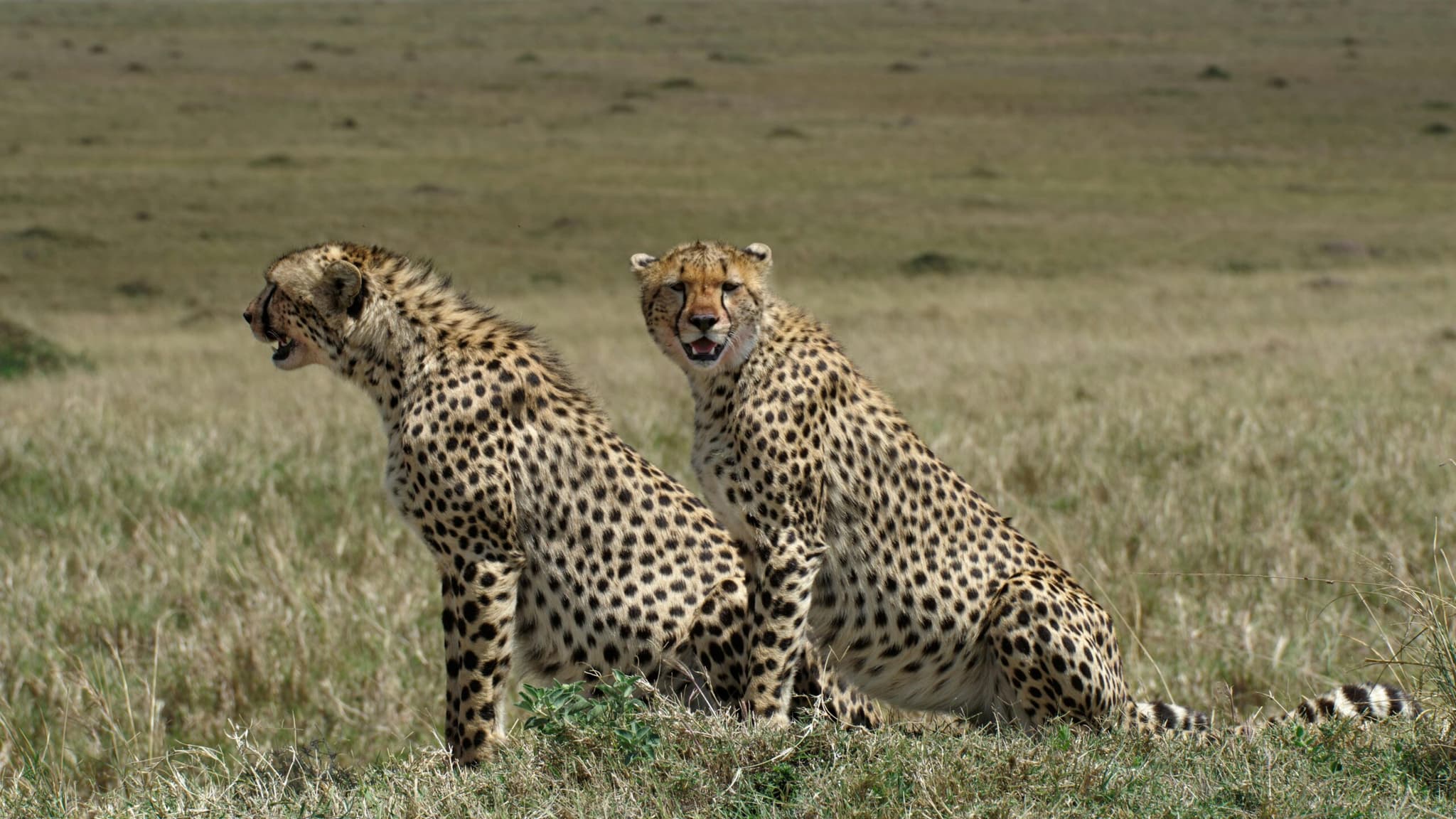 Masai Mara 3 Days Superior Budget Shared Land Cruiser Safari Kenya 2026 - Premium Budget Experience from $730