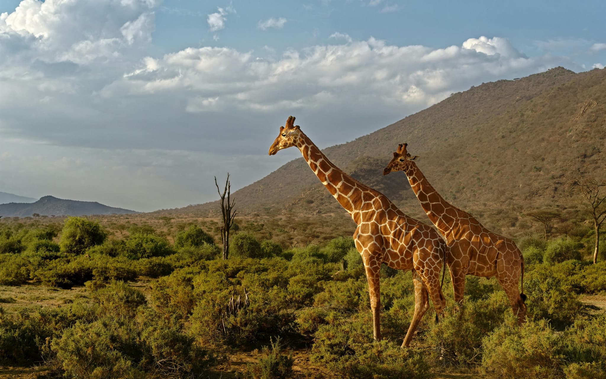 Kenya's Best 10 Days Budget Safari 2026 - Ultimate Comprehensive Tour from $3190