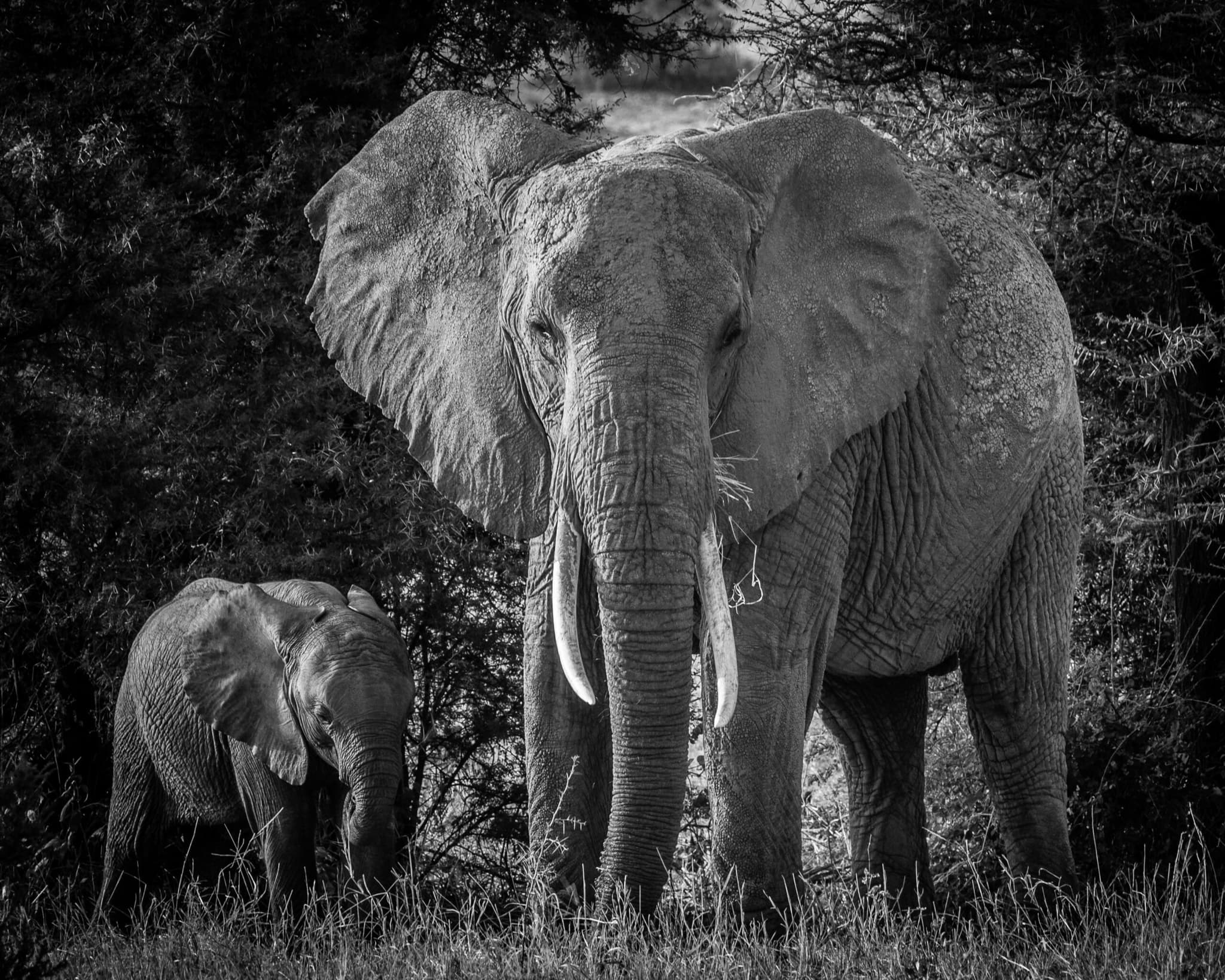 Samburu 3 Days Private Safari Kenya 2026 - Exclusive Northern Kenya Adventure from $690