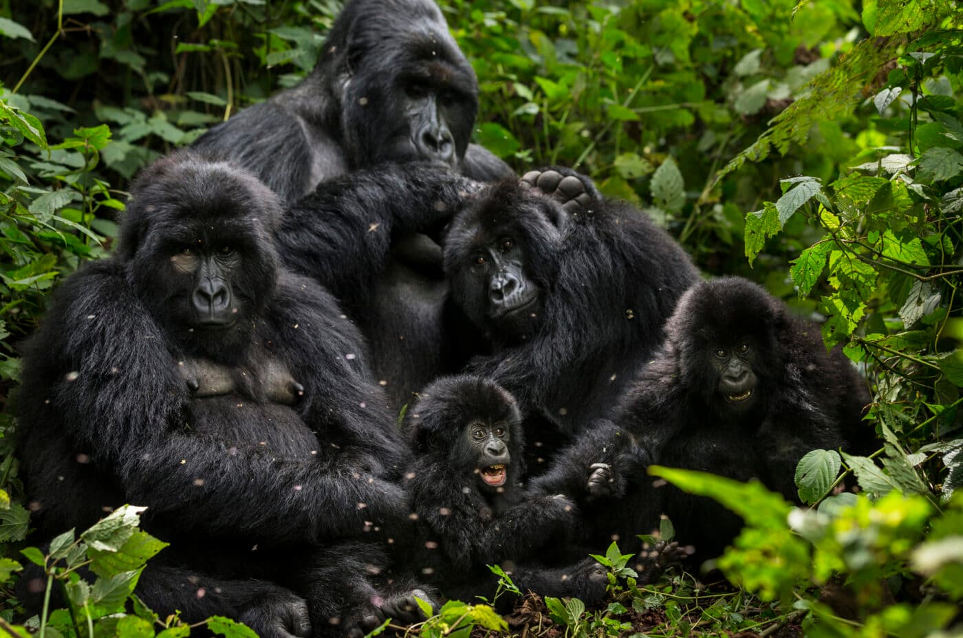 Silverback mountain gorilla with family in Bwindi Impenetrable Forest, Uganda