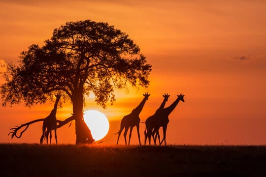 Sunset safari in Serengeti National Park with elephants and giraffes
