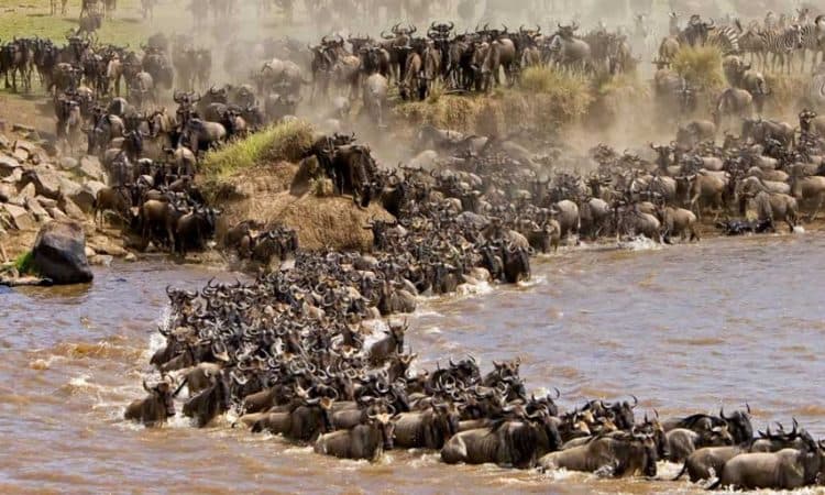 Wildebeest crossing the Mara River during the Great Migration in Masai Mara, Kenya
