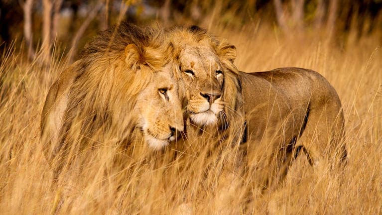 Pride of lions in Akagera National Park, Rwanda