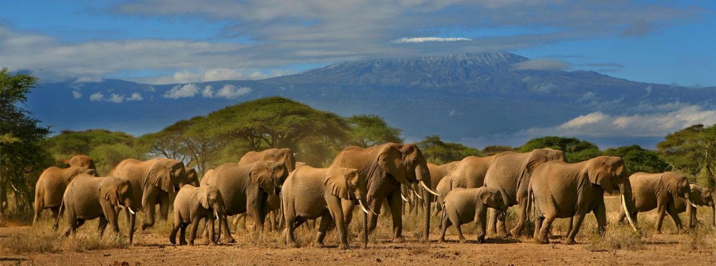 Elephants in Amboseli National Park with Mount Kilimanjaro in the background, Kenya