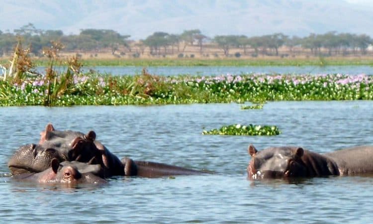 Lake Naivasha Boat Safari