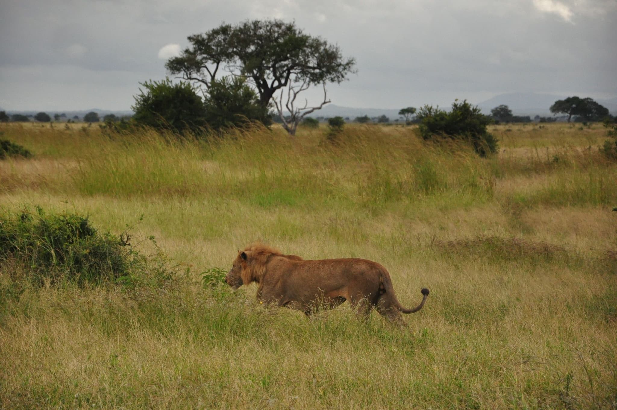 Mikumi National Park