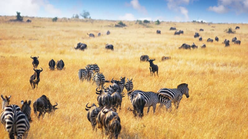 Safari Madoa Doa