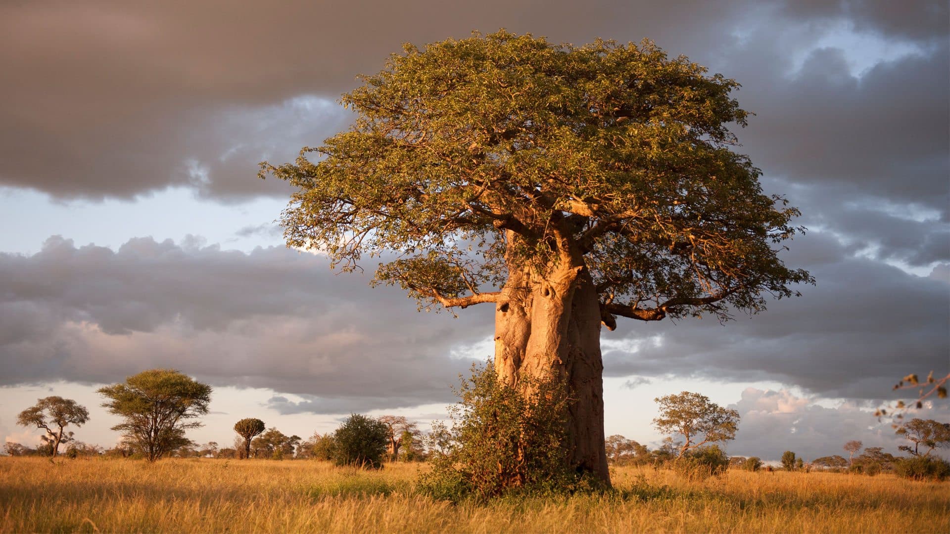 Tarangire Elephant Safari