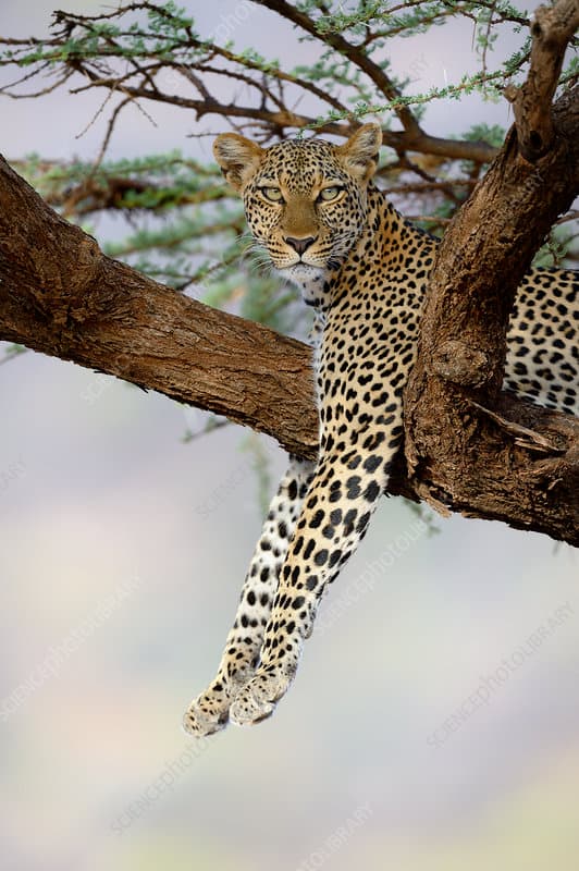 Leopard resting on acacia tree in Serengeti National Park, Tanzania