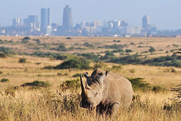 Nairobi National Park Tour