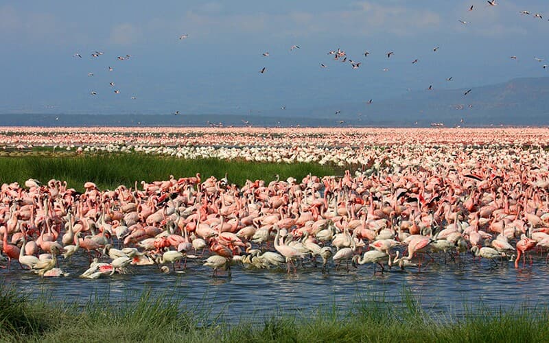 Thousands of pink flamingos on Lake Nakuru, Kenya