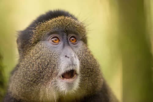 Golden Monkey Tracking