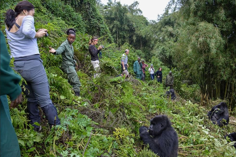 Gorilla trekking experience in Volcanoes National Park, Rwanda